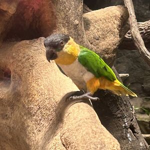 Black headed caique