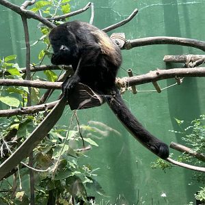 mantled howler monkey