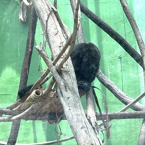Mexican black howler monkey