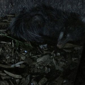 Common opossum