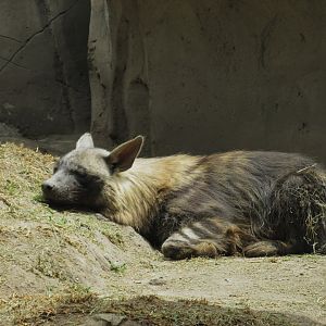 Brown hyena