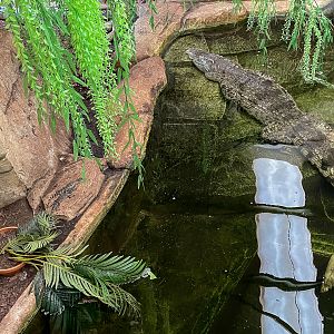 Siamese crocodile : Crocodiles of the World : 23 Aug 2025