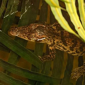 Siamese crocodile (young) : Crocodiles of the World : 23 Aug 2025