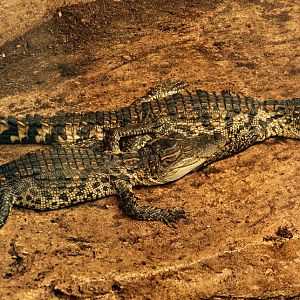 Siamese crocodile (young) : Crocodiles of the World : 23 Aug 2025
