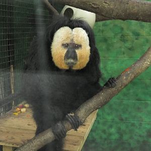 White faced saki monkey