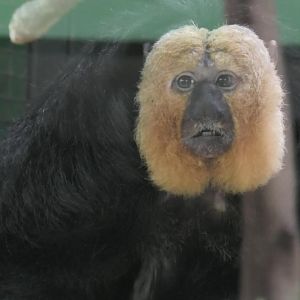 White faced saki monkey again