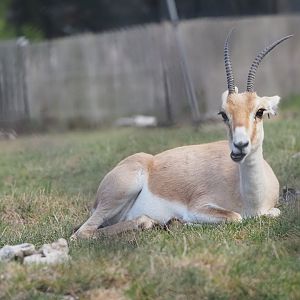 Slender-Horned Gazelle Adult