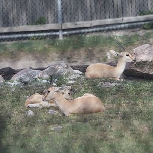 Slender-Horned Gazelles