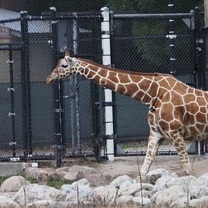 Reticulated/Hybrid Giraffe
