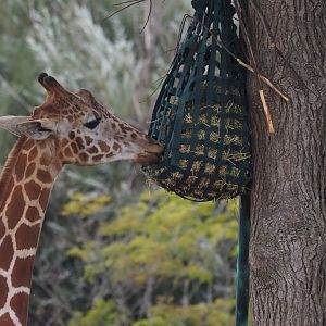 Reticulated/Hybrid Giraffe and Masai Girafe