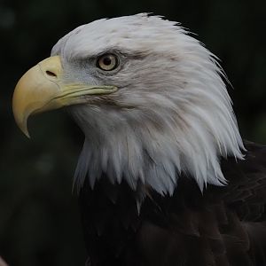 Bald Eagle 1