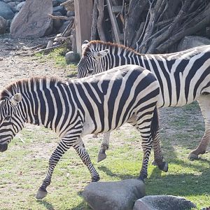 Grant's Zebras
