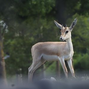 Slender-Horned Gazelle Fawn