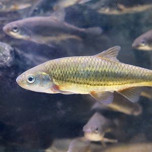 Western Ruivaco (Achondrostoma occidentale) in breeding colors