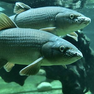 Iberian Barbel (Luciobarbus bocagei) showing breeding tubercles