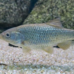 Southern Iberian Chub (Squalius pyrenaicus)