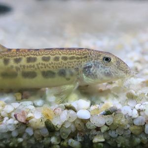 Iberian Spined Loach (Cobitis paludica)