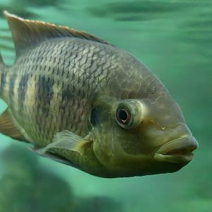 Spotted Tilapia (Pelmatolapia mariae)