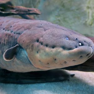 Electric Eel (Electrophorus electricus sensu lato)