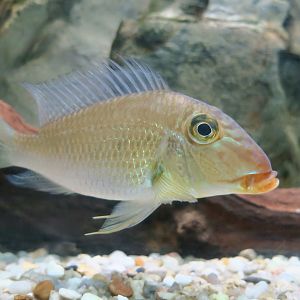 Demon Eartheater (Satanoperca jurupari)