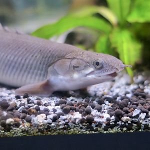 Senegal Bichir (Polypterus senegalus)