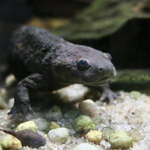 Iberian Ribbed Newt (Pleurodeles waltl)