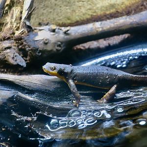 Rough-Skinned Newt (Taricha granulosa)