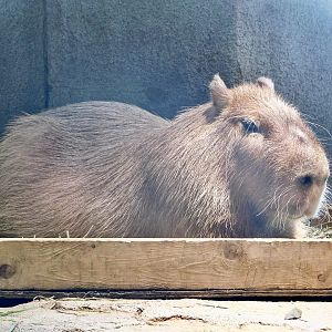 Capybara (Hydrochoerus hydrochaeris) NIFREL