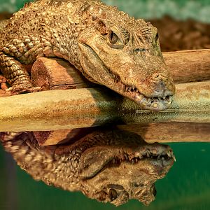 Spectacled caiman : Crocodiles of the World : 23 Aug 2025