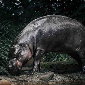 Felix the Pygmy Hippo