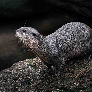Asian Small Clawed Otter