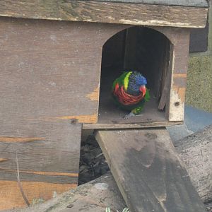Rainbow lorikeet