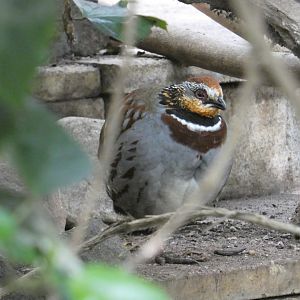 Collared hill partridge