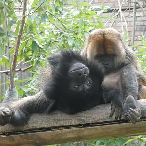 Black-and-gold howler monkey