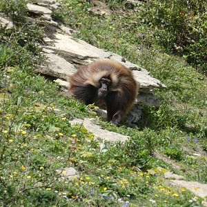 Gelada