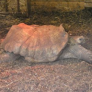 African spurred tortoise