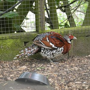 Elliot's pheasant