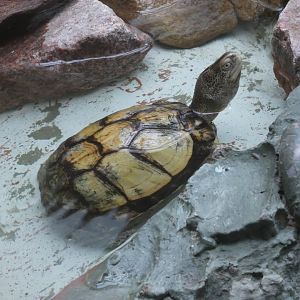 Coahuilan box turtle