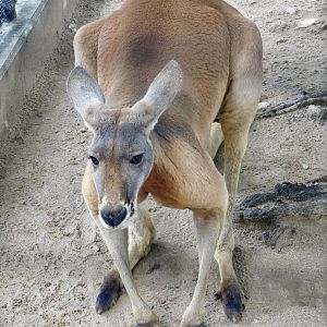 Red Kangaroo (Macropus rufus) August 7, 2025
