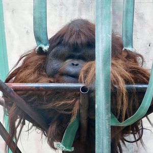 Bornean Orangutan (Pongo pygmaeus) August 7, 2025