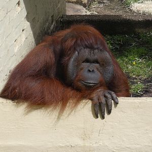 Bornean orangutan