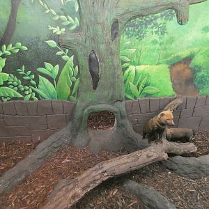 Bush dog indoor enclosure