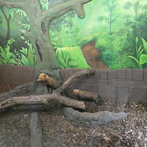 Bush dog indoor enclosure