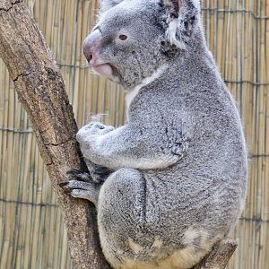 Koala (Phascolarctos cinereus) August 7, 2025