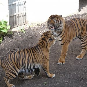 Sumatran tiger