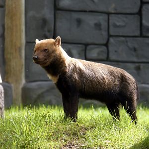 Bush dog