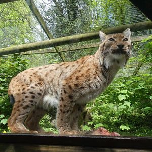 Carpathian lynx