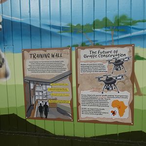 Giraffe training wall signage