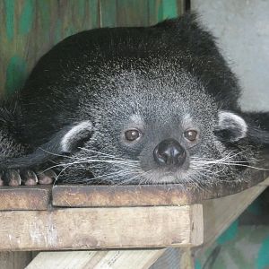Binturong