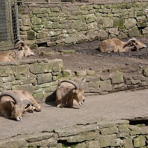 Barbary sheep